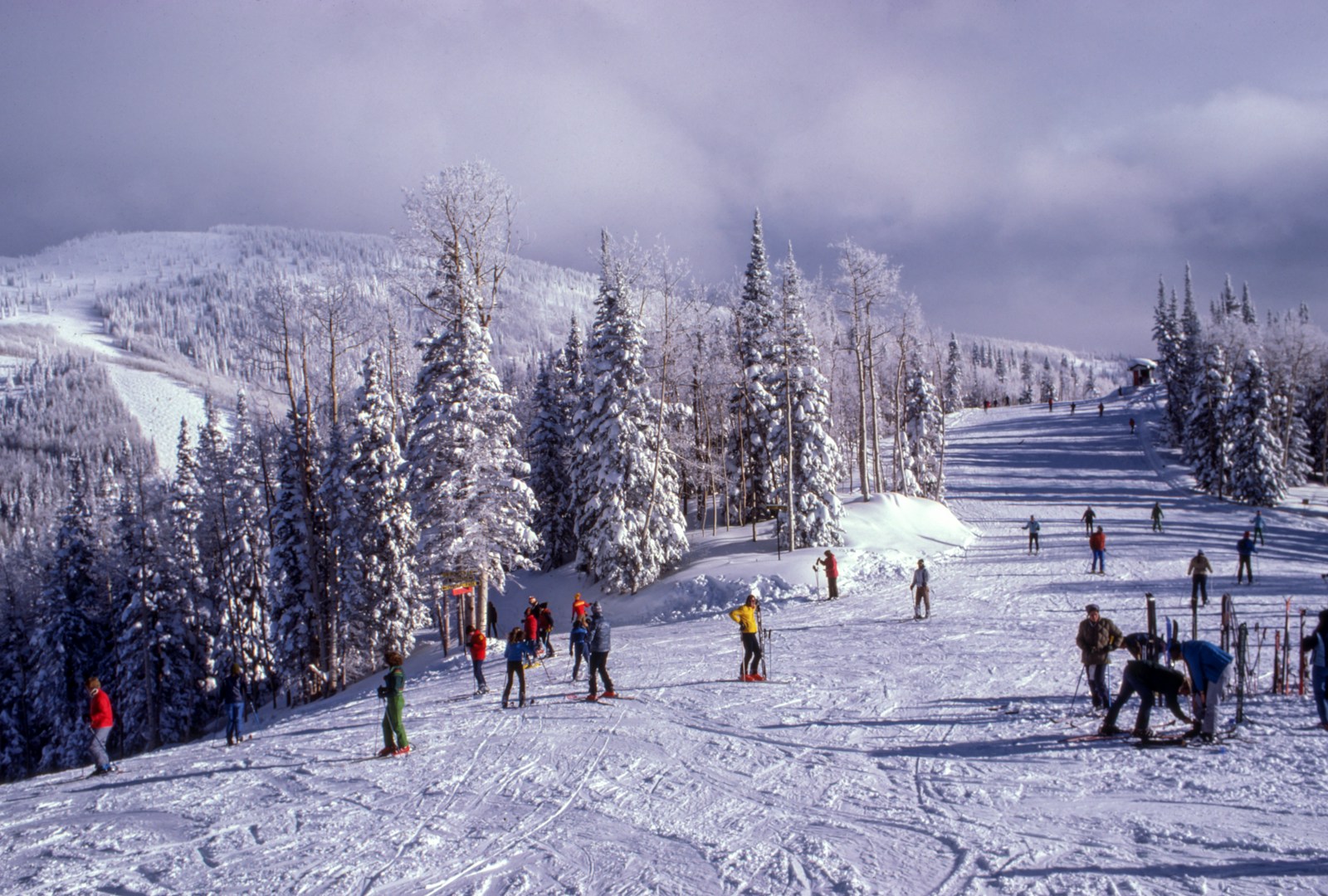 people walking near trees covered by snow at daytime